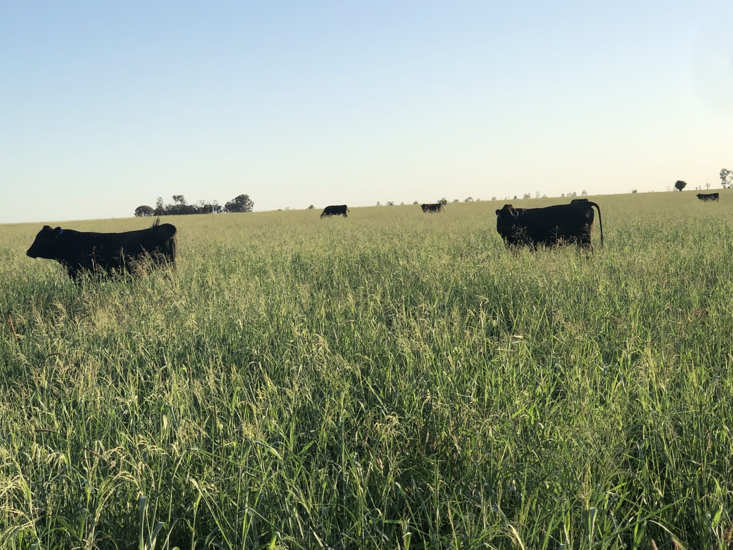Pasture and landscape on a Brampton property